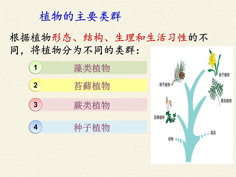 北师大版生物八年级下册 7.22.3 植物的主要类群(3) 课件第7页