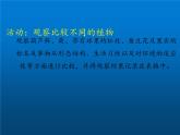 北师大版生物八年级下册 7.22.3 植物的主要类群(13) 课件