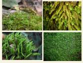 北师大版生物八年级下册 7.22.3 植物的主要类群(13) 课件