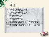 北师大版生物八年级下册 7.22.3 植物的主要类群(11) 课件