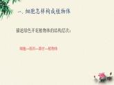 北师大版生物八年级下册 7.22.3 植物的主要类群(11) 课件