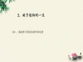 北师大版生物八年级下册 7.22.3 植物的主要类群(11) 课件