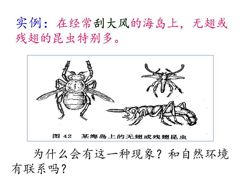 北师大版生物八年级下册 7.21.2 生物的进化(1) 课件第3页