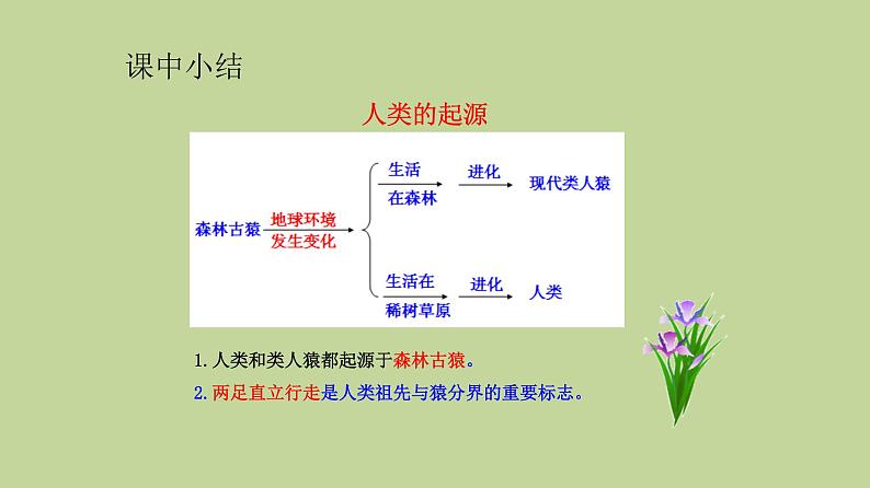 北师大版生物八年级下册 7.21.3 人类的起源与进化 (2) 课件08