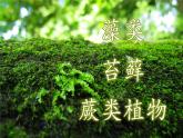北师大版生物八年级下册 7.22.3 植物的主要类群(9) 课件