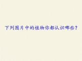 北师大版生物八年级下册 7.22.3 植物的主要类群(9) 课件