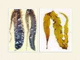 北师大版生物八年级下册 7.22.3 植物的主要类群(9) 课件