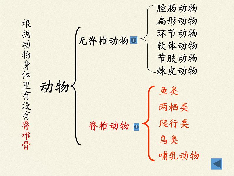 北师大版生物八年级下册 7.22.4 动物的主要类群(11) 课件第5页