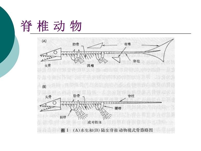 北师大版生物八年级下册 7.22.4 动物的主要类群_ 课件第3页