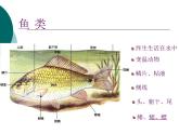 北师大版生物八年级下册 7.22.4 动物的主要类群_ 课件