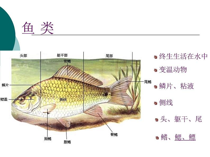 北师大版生物八年级下册 7.22.4 动物的主要类群_ 课件第4页