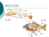 北师大版生物八年级下册 7.22.4 动物的主要类群_ 课件