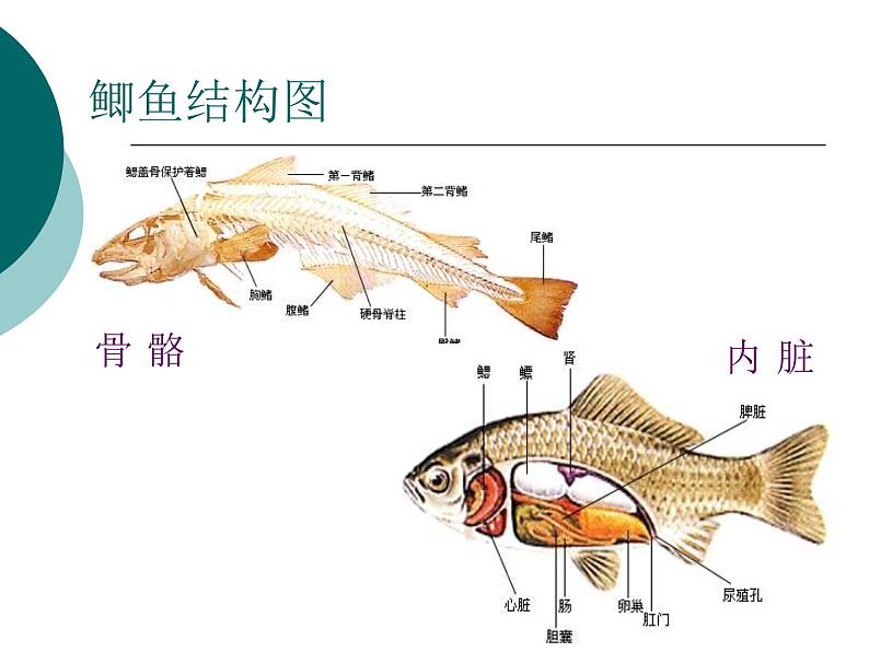 北师大版生物八年级下册 7.22.4 动物的主要类群_ 课件第5页