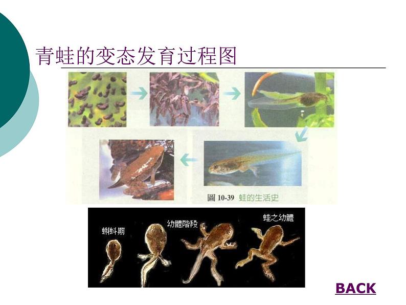 北师大版生物八年级下册 7.22.4 动物的主要类群_ 课件第7页