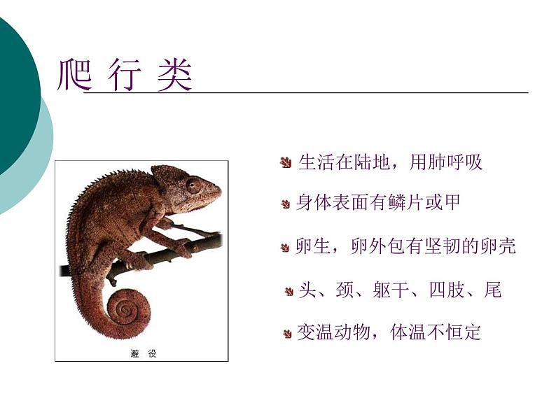 北师大版生物八年级下册 7.22.4 动物的主要类群_ 课件第8页