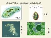 北师大版生物八年级下册 7.22.2 原生生物的主要类群(6) 课件