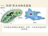 北师大版生物八年级下册 7.22.2 原生生物的主要类群(6) 课件