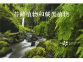 北师大版生物八年级下册 7.22.3 植物的主要类群第2课时（苔藓植物和蕨类植物） 课件