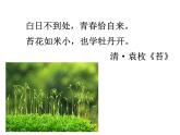 北师大版生物八年级下册 7.22.3 植物的主要类群第2课时（苔藓植物和蕨类植物） 课件