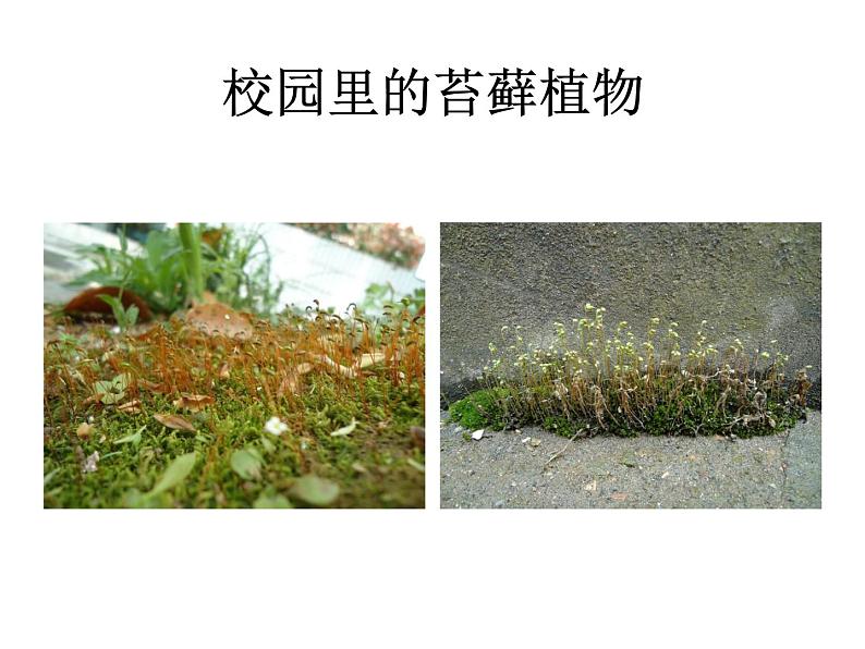 北师大版生物八年级下册 7.22.3 植物的主要类群第2课时（苔藓植物和蕨类植物） 课件第6页