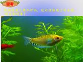 北师大版生物八年级下册 8.23.1 生物的生存依赖一定的环境(1) 课件