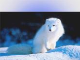 北师大版生物八年级下册 8.23.1 生物的生存依赖一定的环境(1) 课件