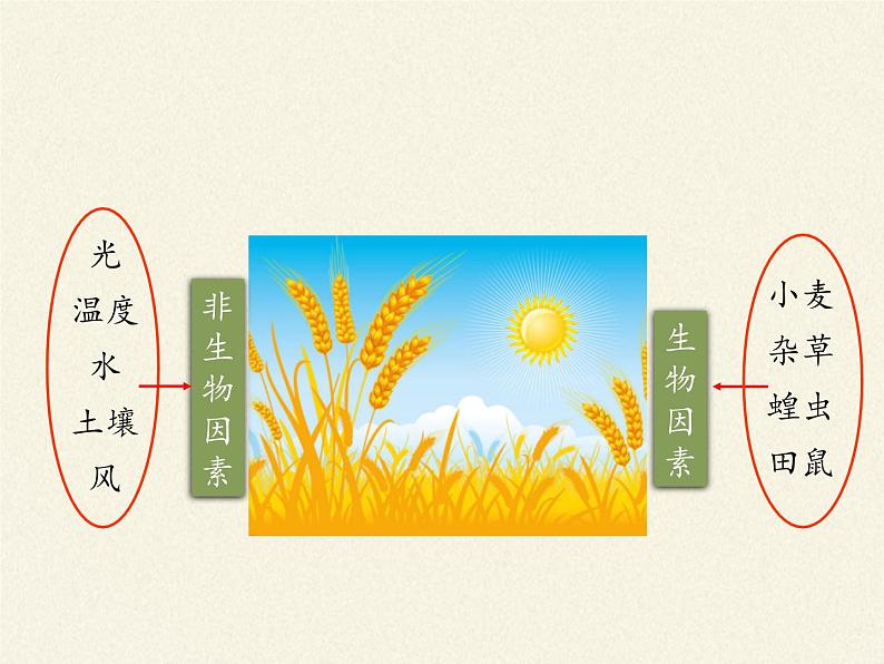 北师大版生物八年级下册 8.23.1 生物的生存依赖一定的环境(2) 课件第6页