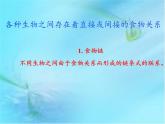 北师大版生物八年级下册 8.23.3 生态系统的结构和功能(4) 课件