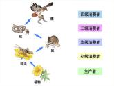 北师大版生物八年级下册 8.23.3 生态系统的结构和功能(4) 课件
