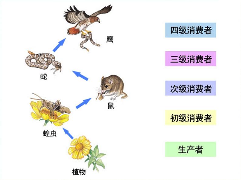 北师大版生物八年级下册 8.23.3 生态系统的结构和功能(4) 课件第4页