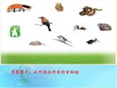北师大版生物八年级下册 8.23.3 生态系统的结构和功能(4) 课件