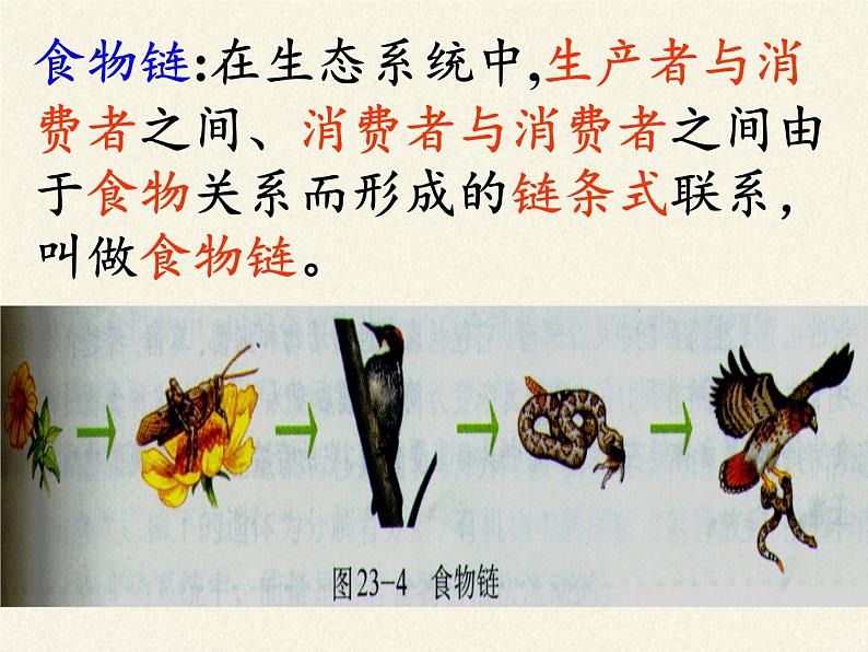 北师大版生物八年级下册 8.23.3 生态系统的结构和功能(1) 课件05