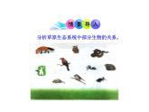 北师大版生物八年级下册 8.23.3 生态系统的结构和功能_ 课件