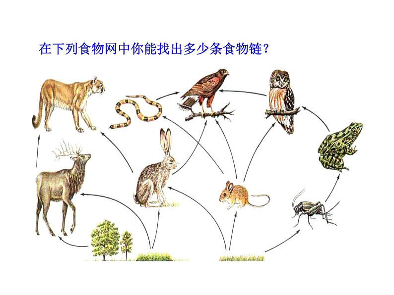 北师大版生物八年级下册 8.23.3 生态系统的结构和功能_ 课件07