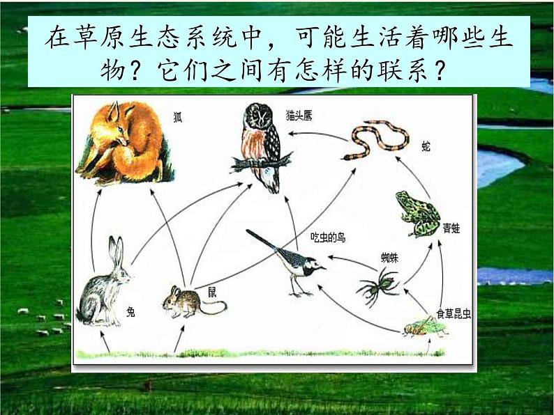 北师大版生物八年级下册 8.23.4 生态系统的稳定性(3) 课件04