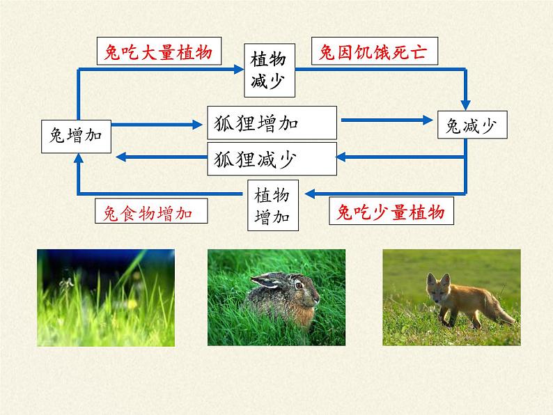 北师大版生物八年级下册 8.23.4 生态系统的稳定性(3) 课件06