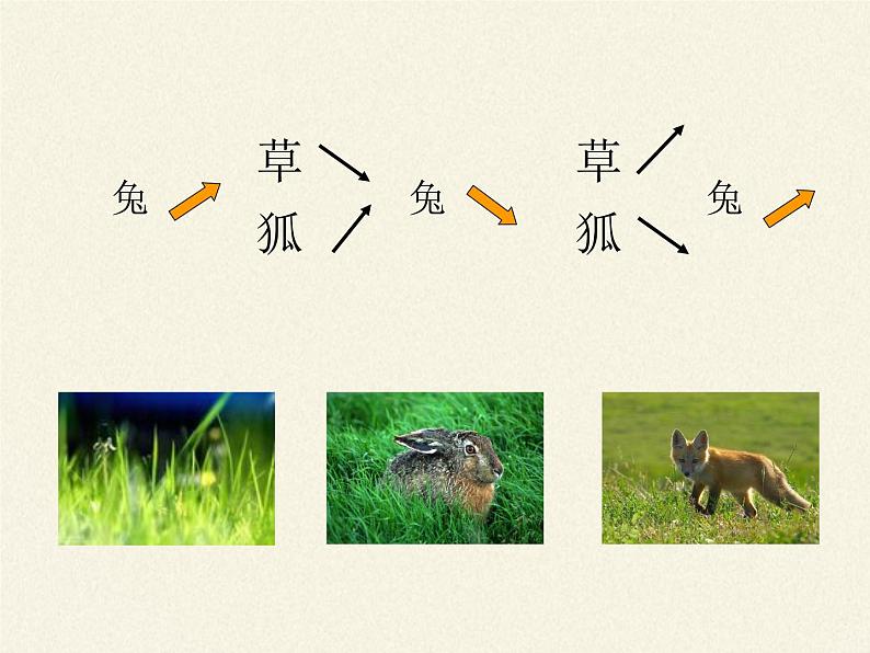 北师大版生物八年级下册 8.23.4 生态系统的稳定性(3) 课件07