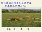 北师大版生物八年级下册 8.23.3 生态系统的结构和功能(3) 课件