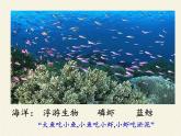 北师大版生物八年级下册 8.23.3 生态系统的结构和功能(3) 课件