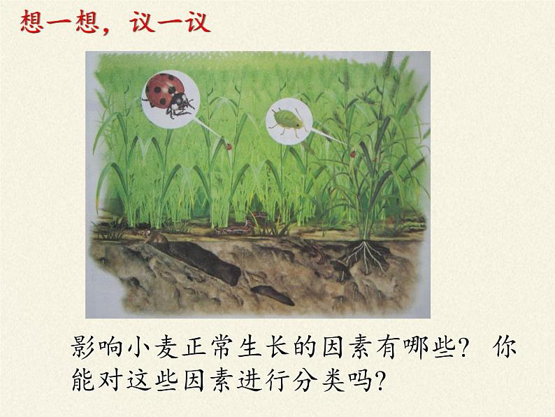 北师大版生物八年级下册 8.23.1 生物的生存依赖一定的环境(10) 课件第3页