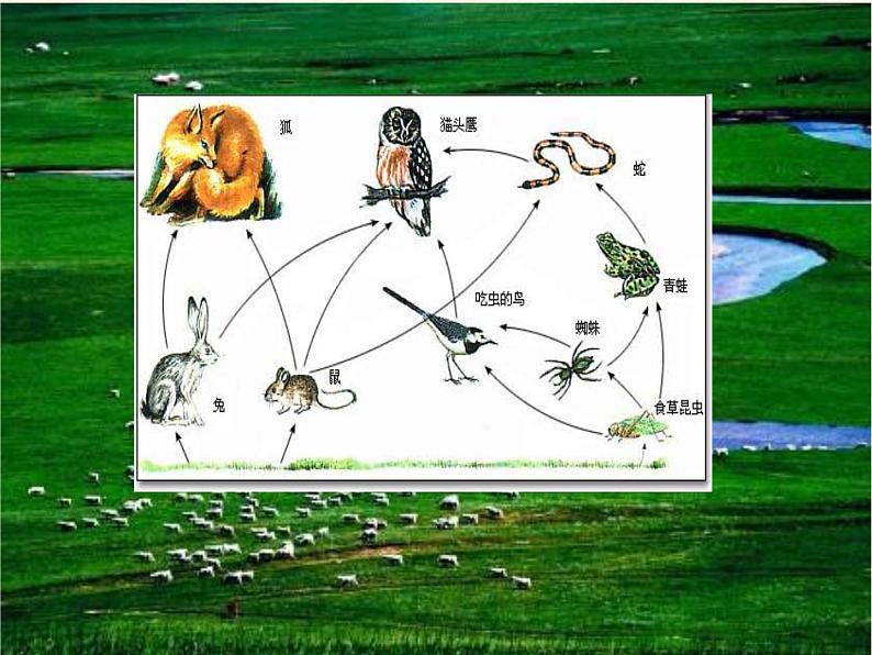 北师大版生物八年级下册 8.23.4 生态系统的稳定性(10) 课件第4页