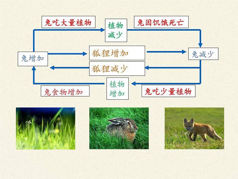 北师大版生物八年级下册 8.23.4 生态系统的稳定性(10) 课件第6页