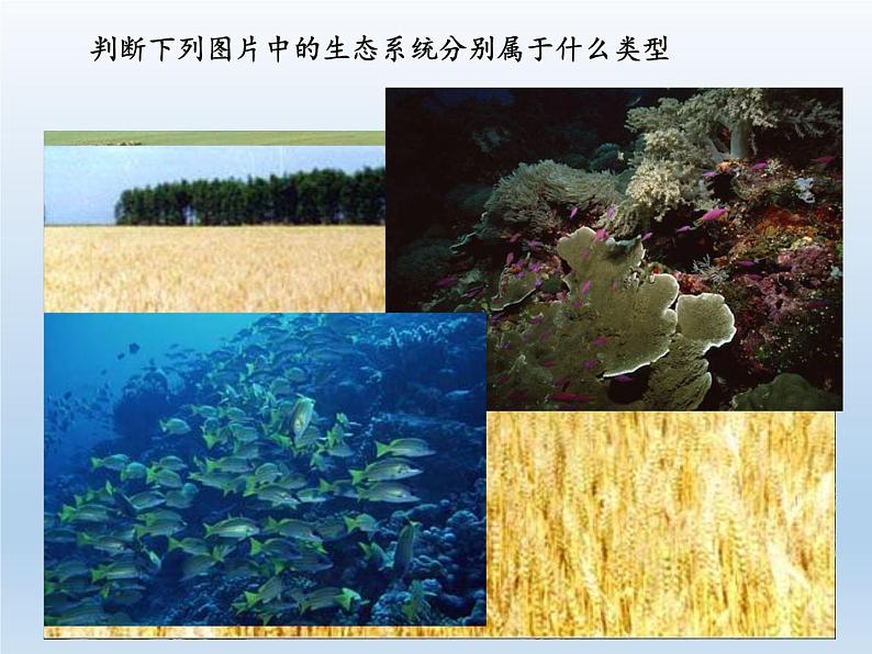 北师大版生物八年级下册 8.23.2 生态系统概述 课件第7页