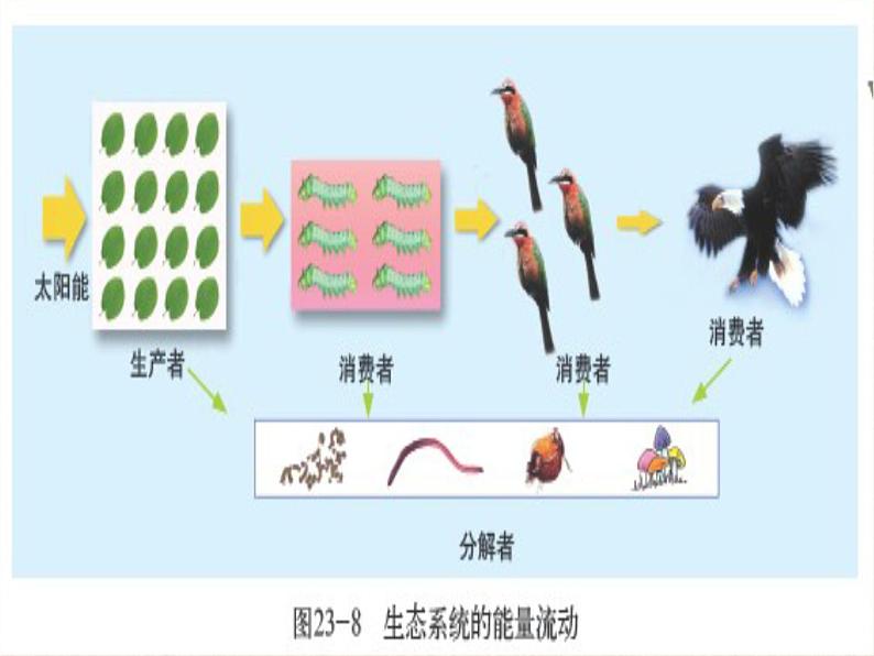 北师大版生物八年级下册 8.23.3 生态系统的结构和功能(2) 课件第6页