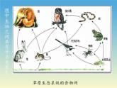 北师大版生物八年级下册 8.23.4 生态系统的稳定性(8) 课件