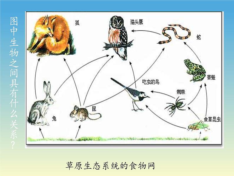 北师大版生物八年级下册 8.23.4 生态系统的稳定性(8) 课件第4页