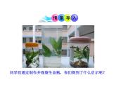 北师大版生物八年级下册 8.23.4 生态系统的稳定性_ 课件