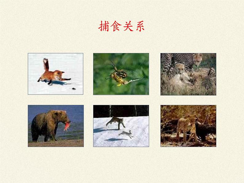 北师大版生物八年级下册 8.23.1 生物的生存依赖一定的环境(5) 课件第7页