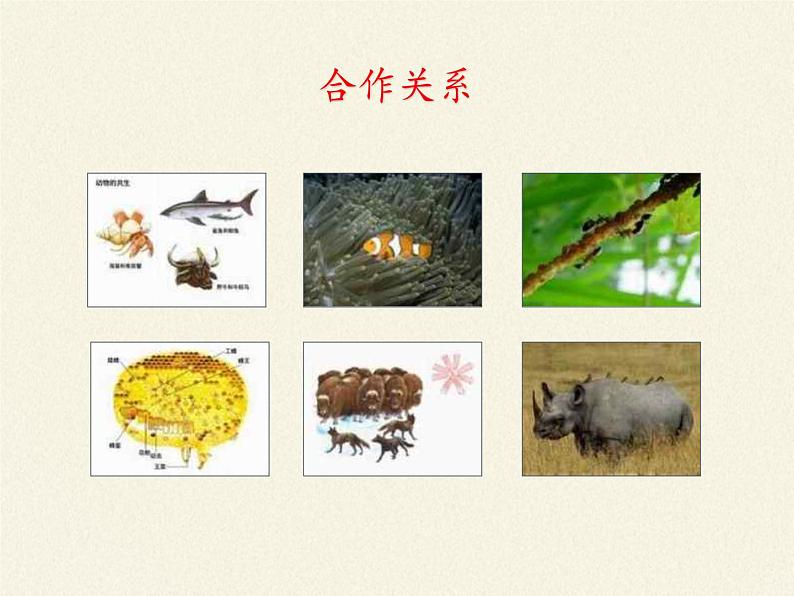 北师大版生物八年级下册 8.23.1 生物的生存依赖一定的环境(5) 课件第8页