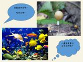 北师大版生物八年级下册 8.23.1 生物的生存依赖一定的环境(8) 课件
